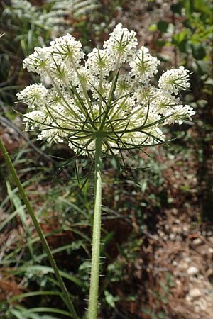 Daucus carota subsp. maximus \ Riesen-M�hre / Bird's Nest, GR Euboea (Evia), Agdines 27.8.2017