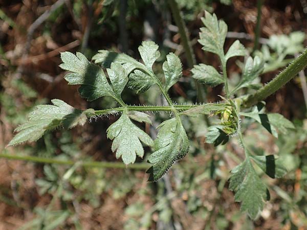 Daucus carota subsp. maximus \ Riesen-M�hre / Bird's Nest, GR Euboea (Evia), Agdines 27.8.2017