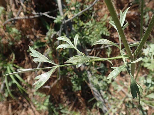 Daucus carota subsp. maximus \ Riesen-M�hre / Bird's Nest, GR Euboea (Evia), Agdines 27.8.2017