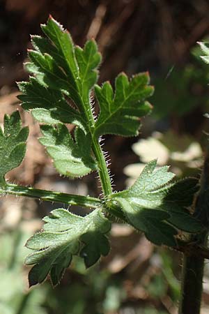 Daucus carota subsp. maximus \ Riesen-M�hre / Bird's Nest, GR Euboea (Evia), Agdines 27.8.2017
