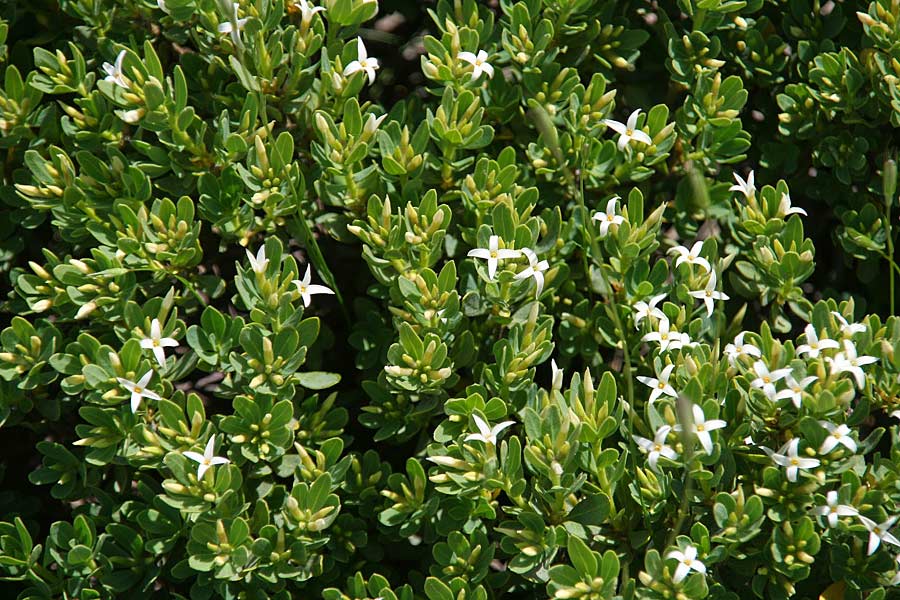 Daphne oleoides \ &Ouml;lbaum&auml;hnlicher Seidelbast / Spurge Olive, GR Peloponnes, Kyllini-Massiv / Peloponnese, Mount Kyllini 4.6.2012 (Photo: Gisela Nikolopoulou)