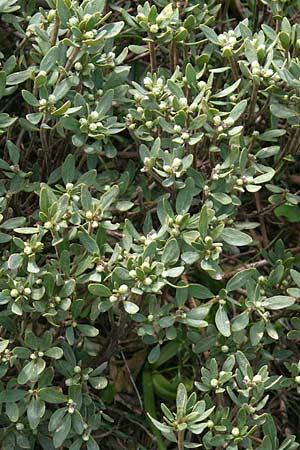 Daphne oleoides \ &Ouml;lbaum&auml;hnlicher Seidelbast / Spurge Olive, GR Peloponnes, Kyllini-Massiv / Peloponnese, Mount Kyllini 12.5.2014 (Photo: Gisela Nikolopoulou)