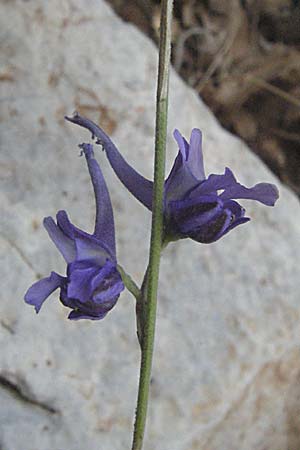 Delphinium peregrinum \ Fremder Rittersporn / Violet Larkspur, GR Zagoria, Vikos - Schlucht / Gorge 26.8.2007