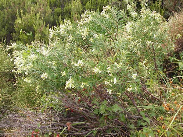 Daphne gnidium \ Herbst-Seidelbast / Autumn Daphne, GR Euboea (Evia), Agios Dimitrios 29.8.2014