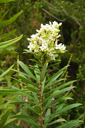 Daphne gnidium \ Herbst-Seidelbast / Autumn Daphne, GR Euboea (Evia), Agios Dimitrios 29.8.2014