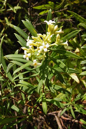 Daphne gnidium \ Herbst-Seidelbast / Autumn Daphne, GR Euboea (Evia), Agios Dimitrios 29.8.2014