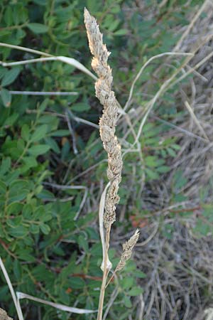 Dactylis glomerata \ Knuelgras / Cocksfoot Grass, Orchard Grass, GR Euboea (Evia), Neos Pirgos 25.8.2017