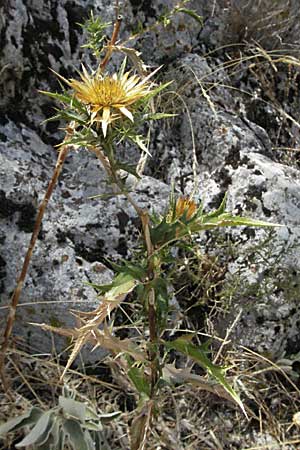 Carlina graeca \ Griechische Eberwurz, GR Zagoria, Vikos - Schlucht 26.8.2007