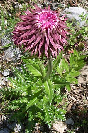 Carduus thoermeri \ Thoermers Distel / Nodding Thistle, GR Aoos - Schlucht / Gorge 16.5.2008