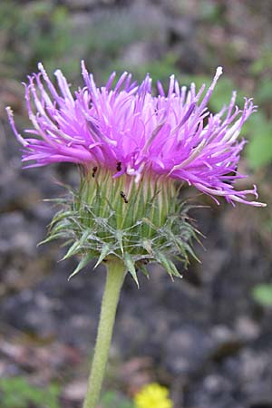 Jurinea mollis \ Weiche Silberscharte, Spinnweb-Bisamdistel / Soft Knapweed, Jurinea, GR Aoos - Schlucht / Gorge 16.5.2008