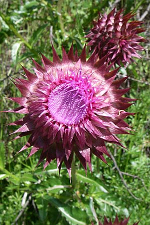 Carduus thoermeri \ Thoermers Distel / Nodding Thistle, GR Zagoria, Kipi 18.5.2008