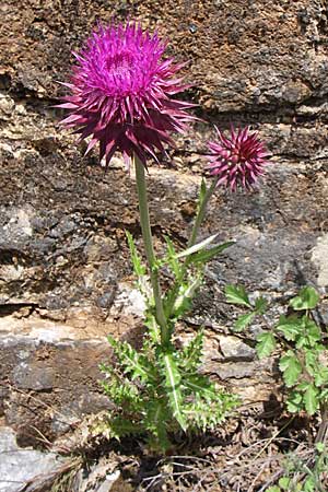 Carduus thoermeri \ Thoermers Distel / Nodding Thistle, GR Zagoria, Kipi 18.5.2008