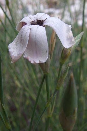Dianthus monadelphus subsp. pallens \ Einbr&uuml;derige Nelke / Monadelphous Pink, GR Parnitha 22.5.2008