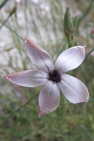 Dianthus monadelphus subsp. pallens \ Einbr&uuml;derige Nelke / Monadelphous Pink, GR Parnitha 22.5.2008