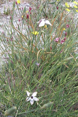 Dianthus monadelphus subsp. pallens \ Einbr&uuml;derige Nelke / Monadelphous Pink, GR Parnitha 22.5.2008