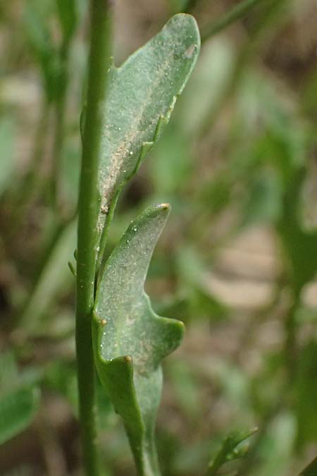 Diplotaxis muralis \ Mauer-Doppelsame / Annual Wall Rocket, GR Peloponnes, Mt. Kyllini, Limni Dasiou 21.5.2024