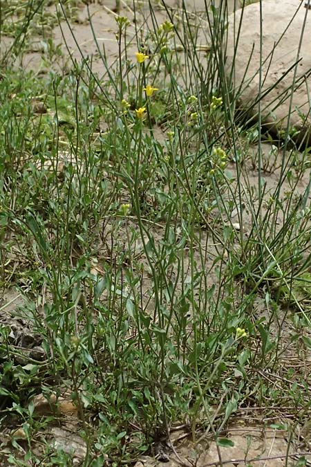 Diplotaxis muralis \ Mauer-Doppelsame / Annual Wall Rocket, GR Peloponnes, Mt. Kyllini, Limni Dasiou 21.5.2024