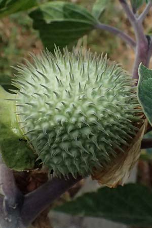Datura inoxia \ Grobltiger Stechapfel, Mexikanischer Stechapfel / Downy Thorn Apple, GR Peloponnes, Vathia 30.5.2024