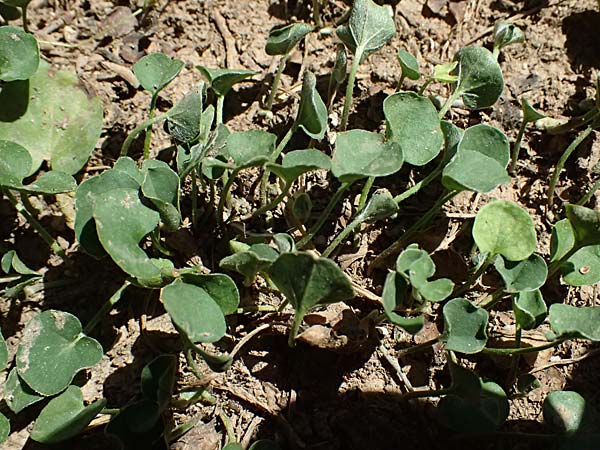 Dichondra micrantha \ Kleinbl&uuml;tige Zweikornwinde / Asian Ponysfoot, Kidneyweed, GR Athen 11.4.2024