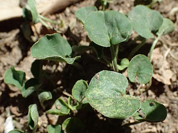Dichondra micrantha \ Kleinbl&uuml;tige Zweikornwinde / Asian Ponysfoot, Kidneyweed, GR Athen 11.4.2024