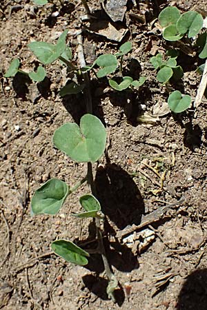 Dichondra micrantha \ Kleinbl&uuml;tige Zweikornwinde / Asian Ponysfoot, Kidneyweed, GR Athen 11.4.2024