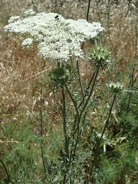Daucus carota subsp. maximus \ Riesen-M�hre / Bird's Nest, GR Peloponnes, Kiparissia 24.5.2024