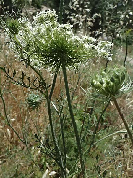 Daucus carota subsp. maximus \ Riesen-M�hre / Bird's Nest, GR Peloponnes, Kiparissia 24.5.2024