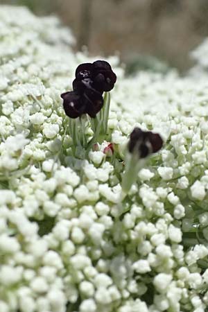 Daucus carota subsp. maximus \ Riesen-M�hre / Bird's Nest, GR Peloponnes, Kiparissia 24.5.2024