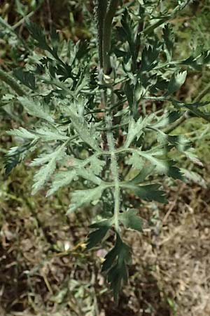 Daucus carota subsp. maximus \ Riesen-M�hre / Bird's Nest, GR Peloponnes, Kiparissia 24.5.2024