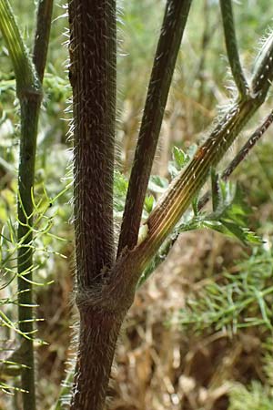 Daucus carota subsp. maximus \ Riesen-M�hre / Bird's Nest, GR Peloponnes, Kiparissia 24.5.2024