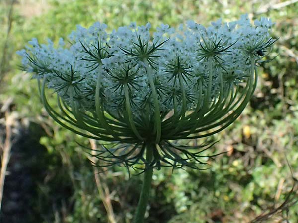 Daucus carota subsp. maximus \ Riesen-M�hre / Bird's Nest, GR Peloponnes, Stoupa 24.5.2024