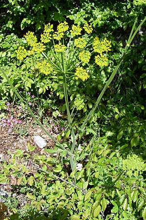 Pastinaca clausii \ Duftender Pastinak / Fragrant Parsnip, GR Zagoria, Vikos - Schlucht / Gorge 15.5.2008