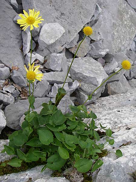 Doronicum columnae \ Herzblttrige Gmswurz / Heart-Leaved Leopard's-Bane, Eastern Leopard's-Bane, GR Zagoria, Monodendri 15.5.2008