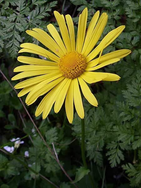Doronicum columnae \ Herzblttrige Gmswurz / Heart-Leaved Leopard's-Bane, Eastern Leopard's-Bane, GR Zagoria, Monodendri 15.5.2008