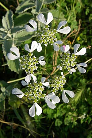 Tordylium apulum \ Apulische Zirmet / Mediterranean Hartwort, GR Konitsa 16.5.2008