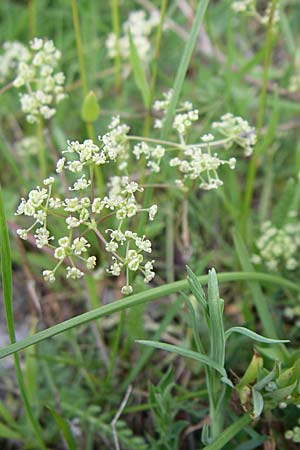 Trinia glauca \ Blaugrner Faserschirm / Honewort, GR Timfi 17.5.2008