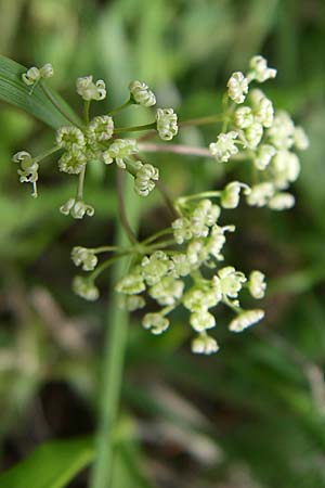 Trinia glauca \ Blaugrner Faserschirm / Honewort, GR Timfi 17.5.2008