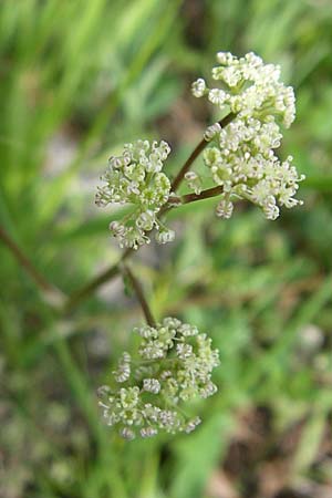 Trinia glauca \ Blaugrner Faserschirm / Honewort, GR Timfi 17.5.2008
