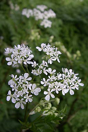 Chaerophyllum temulum \ Hecken-Klberkropf, Taumel-Klberkropf / Rough Chervil, GR Zagoria, Monodendri 19.5.2008