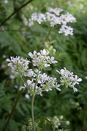 Chaerophyllum temulum \ Hecken-Klberkropf, Taumel-Klberkropf / Rough Chervil, GR Zagoria, Monodendri 19.5.2008