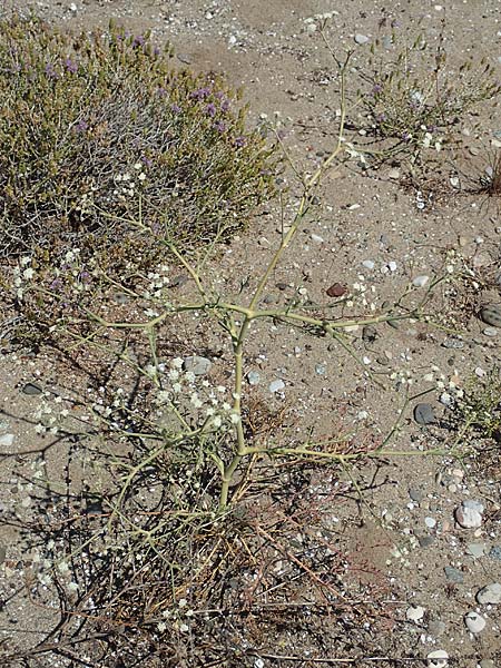 Seseli tortuosum \ Gedrehter Sesel / Massilian Hartwort, GR Euboea (Evia), Kanatadika 25.8.2017