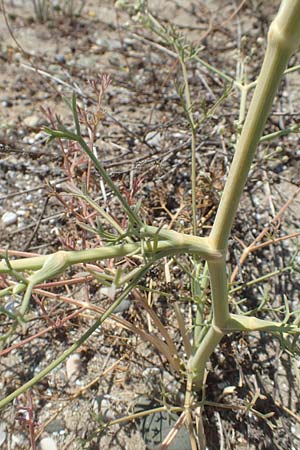 Seseli tortuosum \ Gedrehter Sesel / Massilian Hartwort, GR Euboea (Evia), Kanatadika 25.8.2017