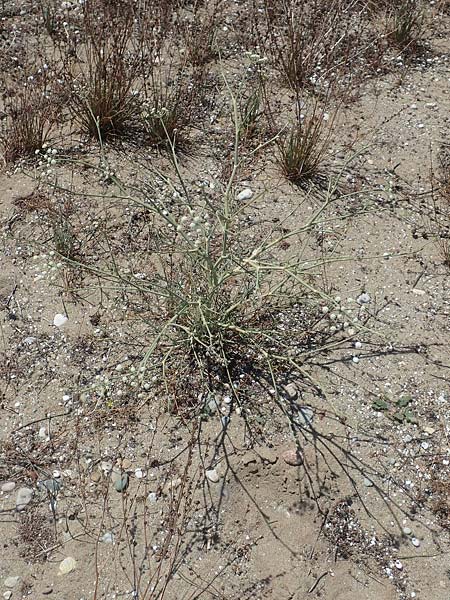 Seseli tortuosum \ Gedrehter Sesel / Massilian Hartwort, GR Euboea (Evia), Kanatadika 25.8.2017
