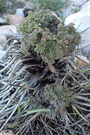 Echinophora tenuifolia ? \ Feinbl&auml;ttrige Stacheldolde / Tarhana Herb, Turkish Pickling Herb, GR Parnitha 22.3.2019