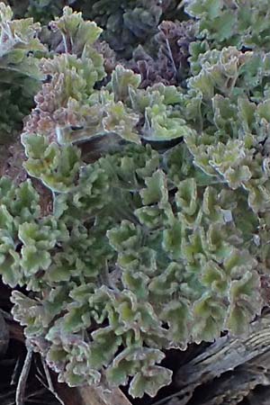 Echinophora tenuifolia ? \ Feinbl&auml;ttrige Stacheldolde / Tarhana Herb, Turkish Pickling Herb, GR Parnitha 22.3.2019