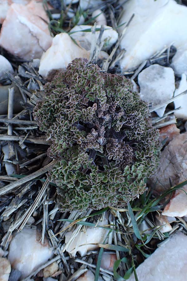 Echinophora tenuifolia ? \ Feinbl&auml;ttrige Stacheldolde / Tarhana Herb, Turkish Pickling Herb, GR Parnitha 22.3.2019