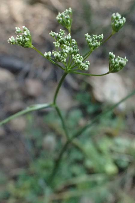 Scaligeria napiformis \ Kretische Erdkastanie / Scaligeria, GR Hymettos 13.4.2024