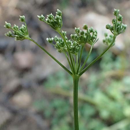 Scaligeria napiformis \ Kretische Erdkastanie / Scaligeria, GR Hymettos 13.4.2024