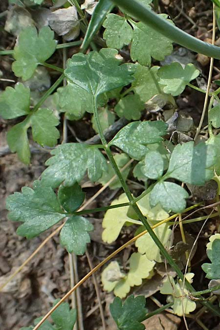 Scaligeria napiformis \ Kretische Erdkastanie / Scaligeria, GR Hymettos 13.4.2024