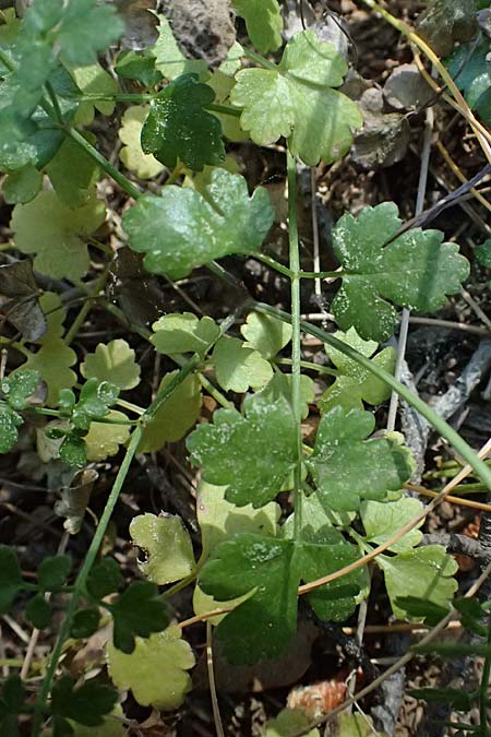 Scaligeria napiformis \ Kretische Erdkastanie / Scaligeria, GR Hymettos 13.4.2024